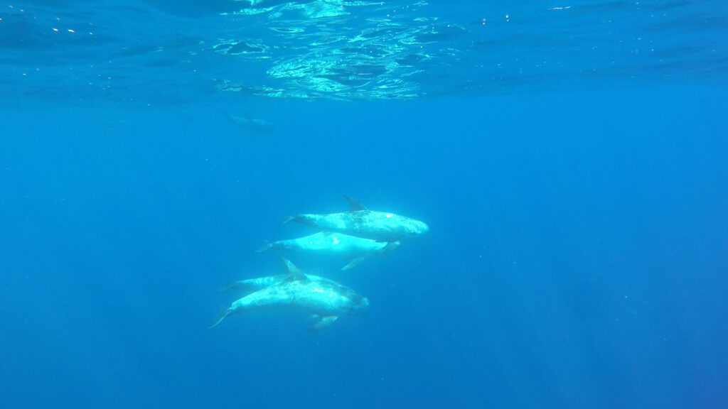 San Paulu promenade en mer dauphins et cétacés au Cap Corse