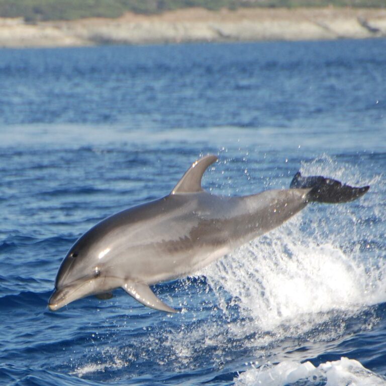 San Paulu promenades en bateau au Cap Corse depuis Macinaggio observer dauphins et cétacés