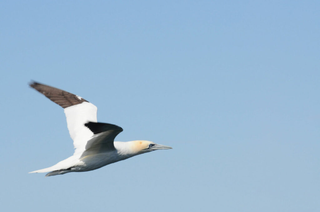 San Paulu promenade en mer à la découverte des oiseaux au Cap Corse