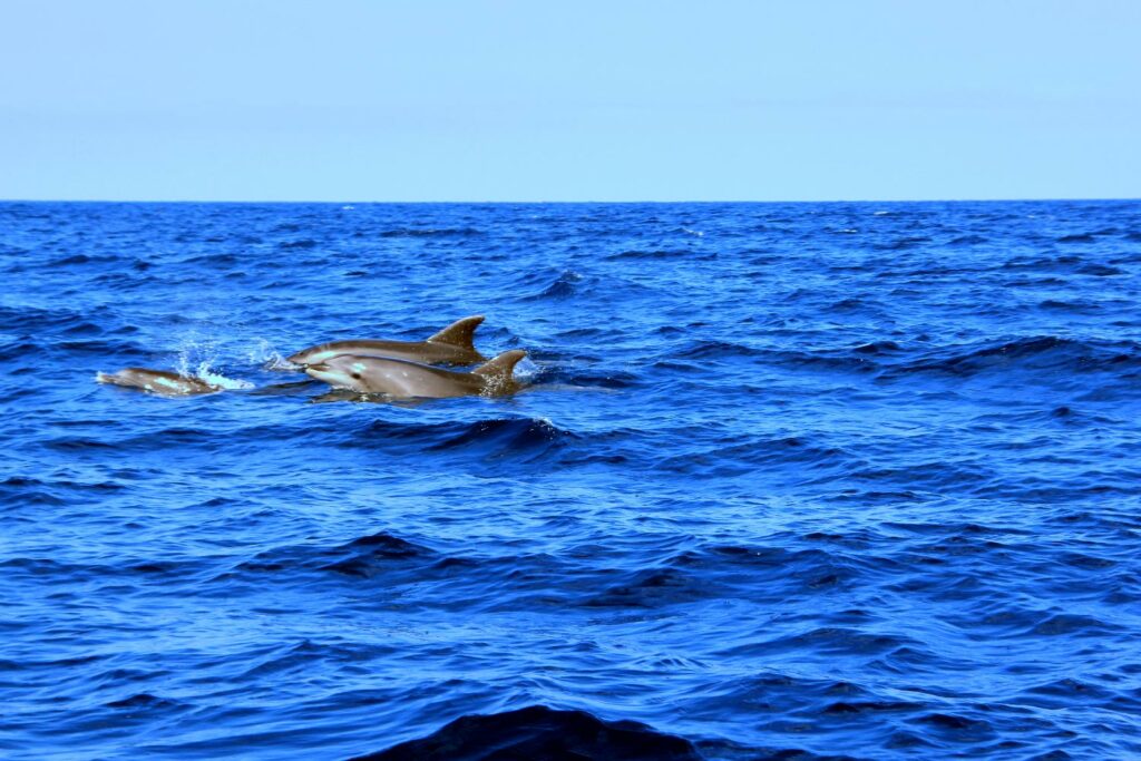 San Paulu promenade en mer dauphins et cétacés au Cap Corse