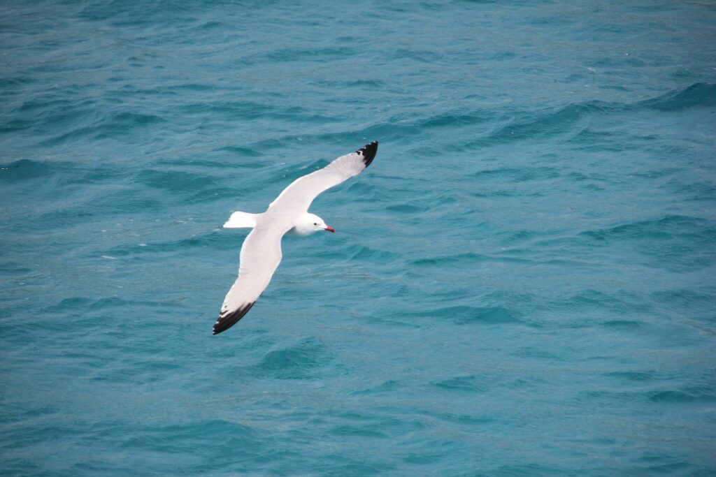 San Paulu promenade en mer à la découverte des oiseaux au Cap Corse