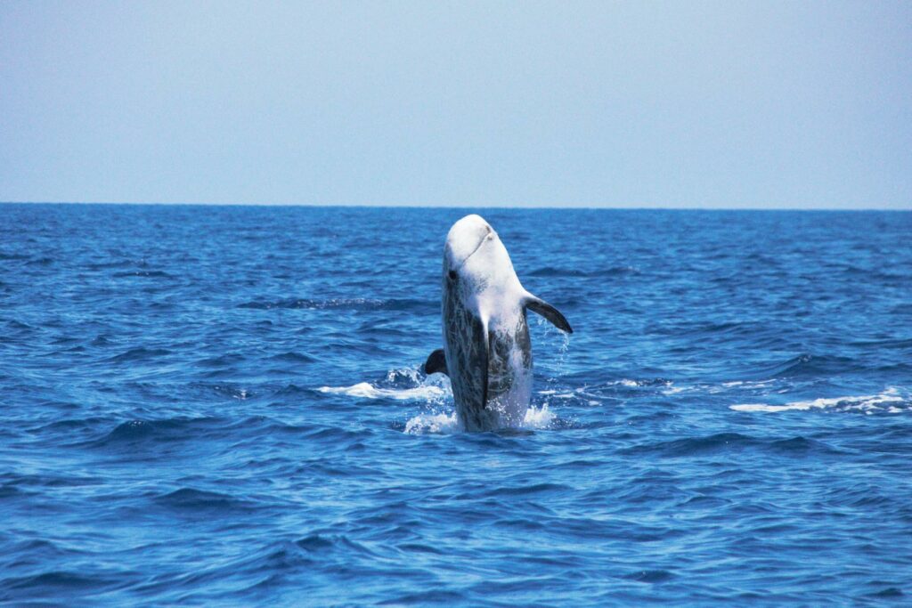 San Paulu promenade en mer dauphins et cétacés au Cap Corse