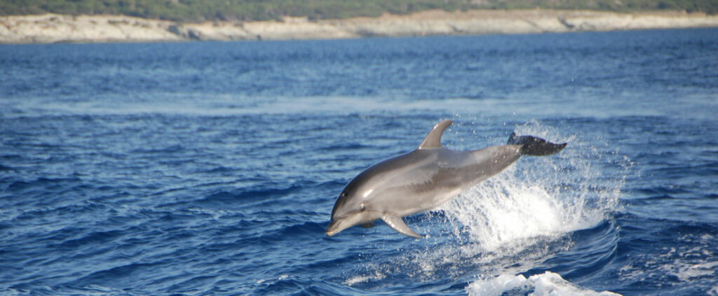 San Paulu promenade en mer dauphins et cétacés au Cap Corse