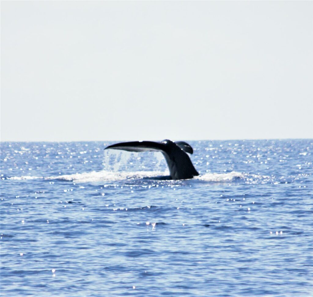 San Paulu promenade en mer dauphins et cétacés au Cap Corse