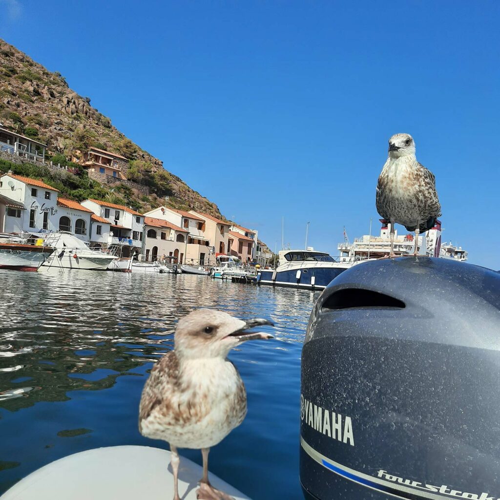 San Paulu promenades en bateau au Cap Corse et l'île de Capraia