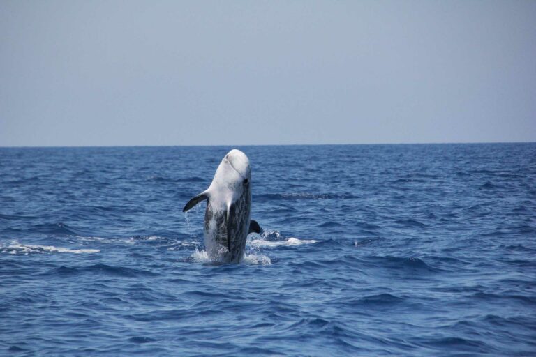 Navette maritime San Paulu menant à la Promenade du sentier des douaniers. Treck au Cap Corse. Aperçue d'un dauphin