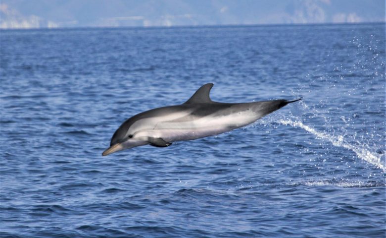San Paulu promenade en mer dauphins et cétacés au Cap Corse