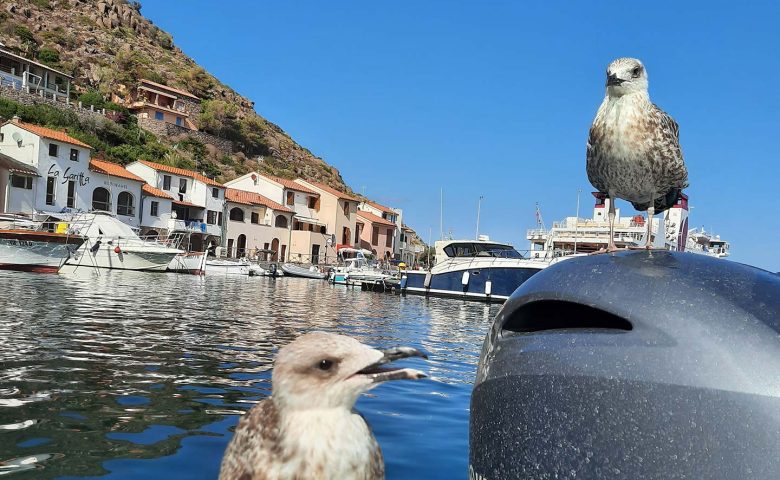 San Paulu promenades en bateau au Cap Corse et l'île de Capraia